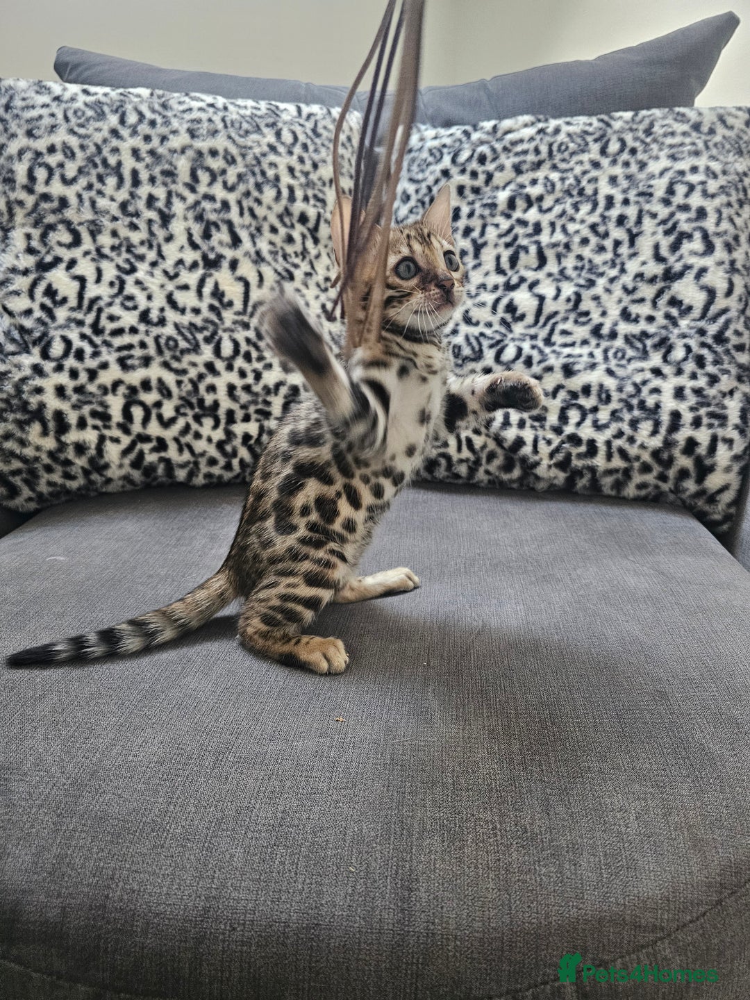 Bengal cats for sale: Outstanding kittens from Show parents. - Advert 9