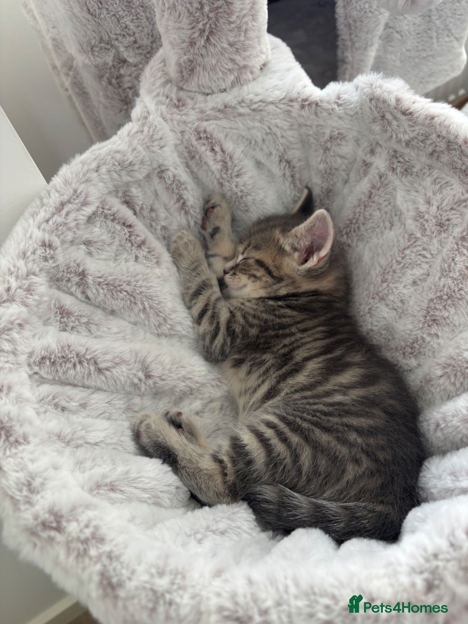Mixed Breed cats Adorable fluffy kittens  - Advert 1