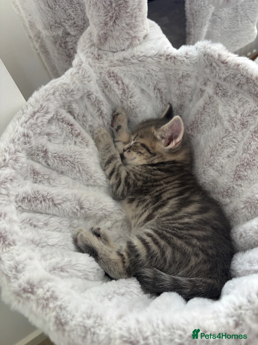 Mixed Breed cats for sale: Adorable fluffy kittens  in Ipswich - Advert 1