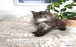 Maine Coon cats for sale: Stunning Black Smoke Registred Maine Coon Kittens - Image 35