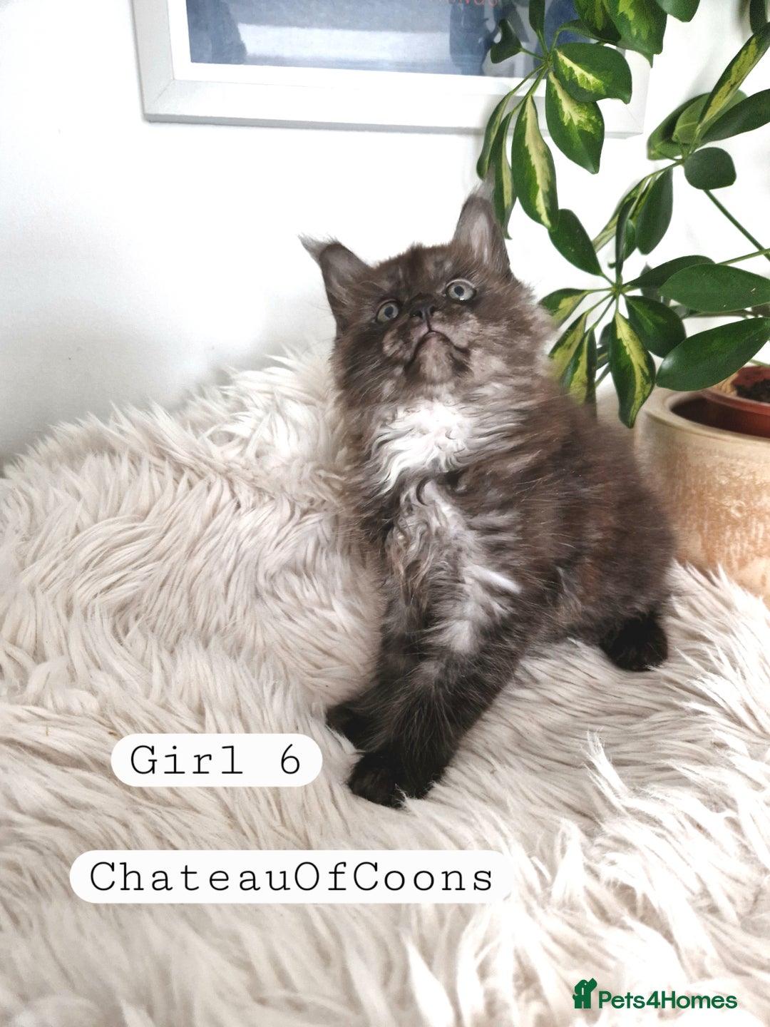 Maine Coon cats for sale: Stunning Black Smoke Registred Maine Coon Kittens - Image 35