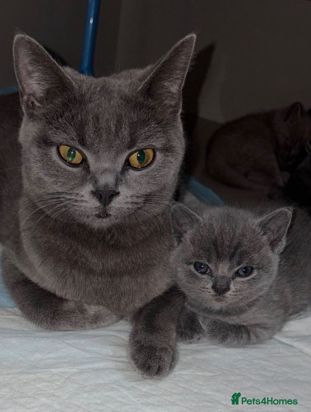 British Shorthair cats British Shorthair Kittens  - Advert 1