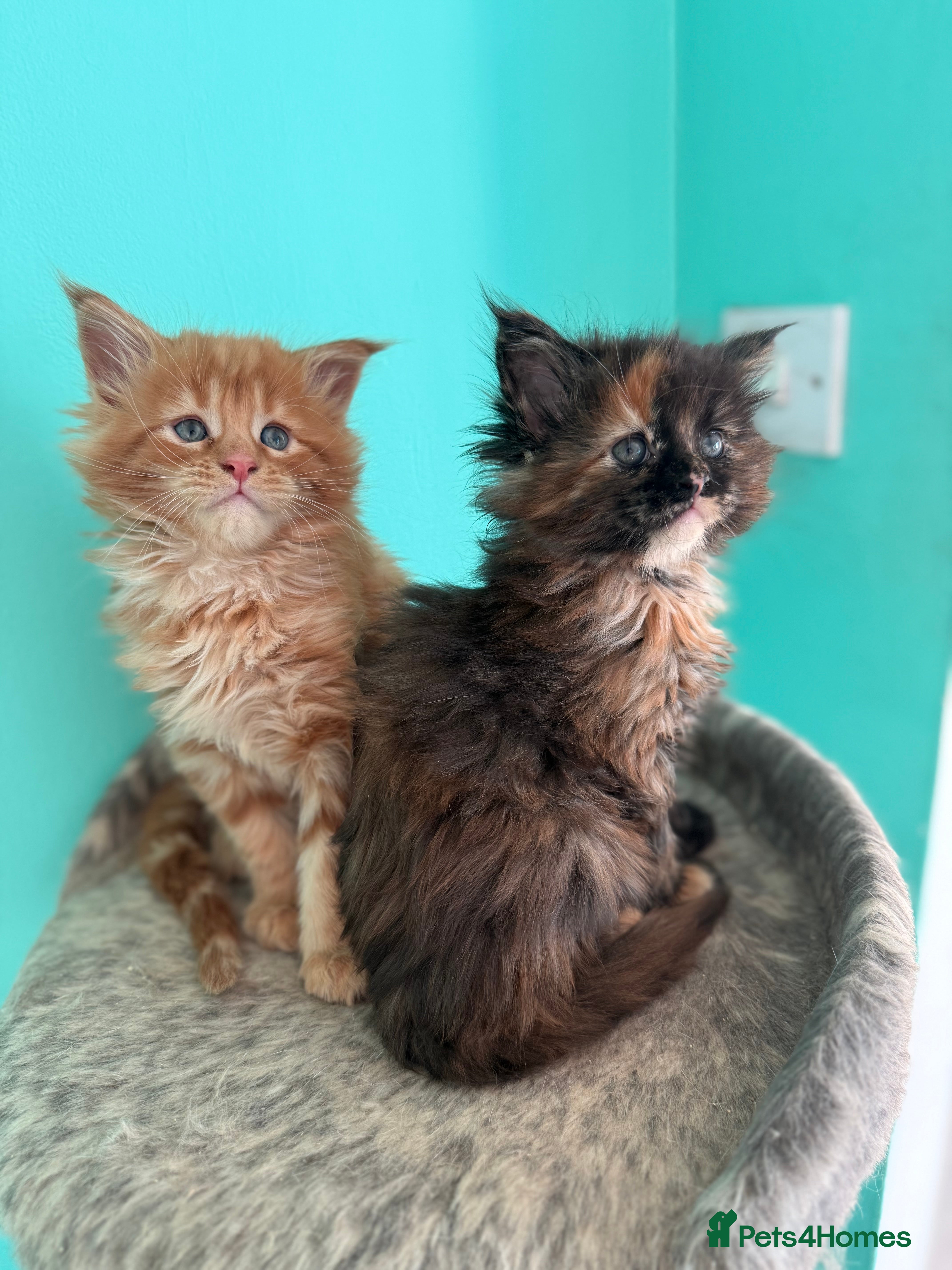 Maine Coon cats Pure Bred Maine Coon Kittens – Ready to Reserve - Advert 6