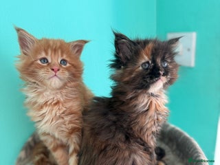 Maine Coon cats Pure Bred Maine Coon Kittens – Ready to Reserve - Advert 1
