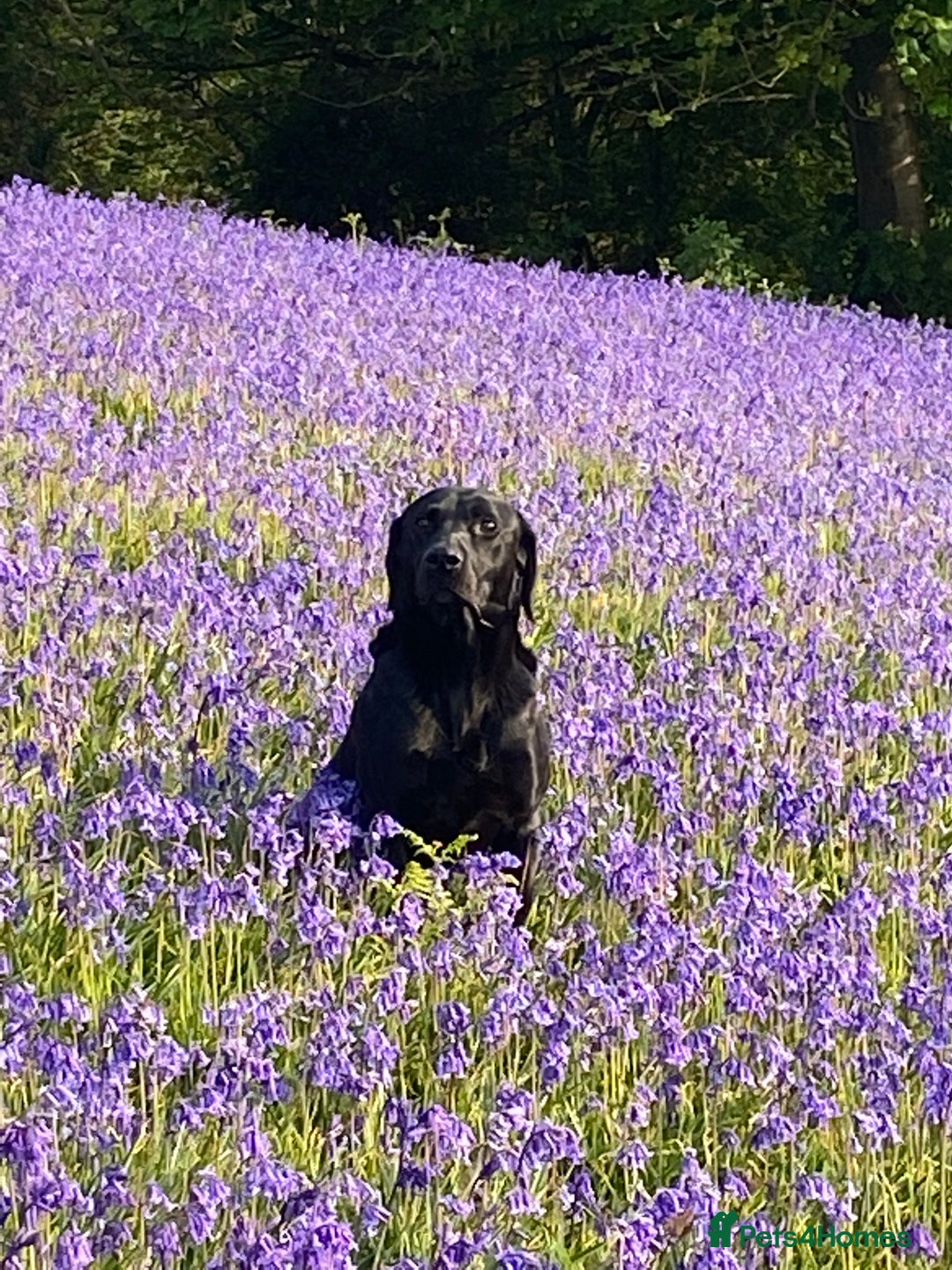 Labrador Retriever dogs for sale: Gorgeous Labrador puppies for sale! - Image 5