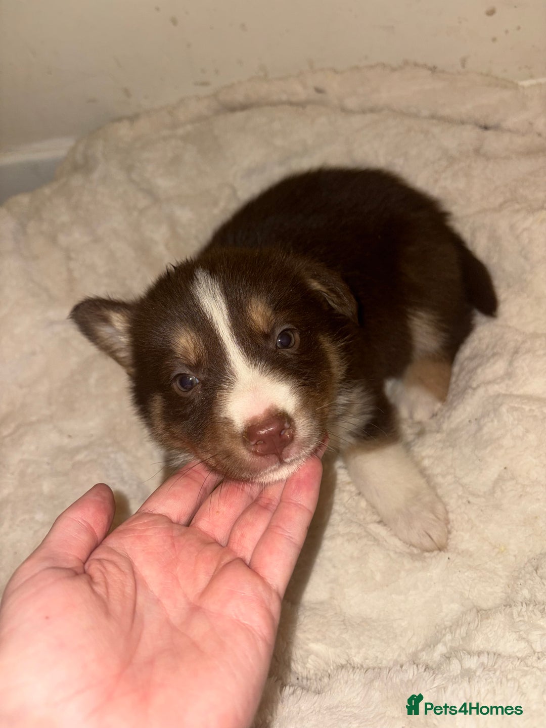 Mixed Breed dogs for sale: Beautiful Husky x Australian Shepherd Puppies - Advert 12