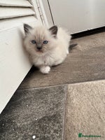 Ragdoll cats - Advert 16