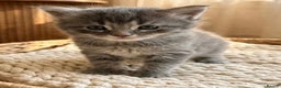 Maine Coon cats for sale: Stunning Maine Coon Kittens for sale - Advert 4
