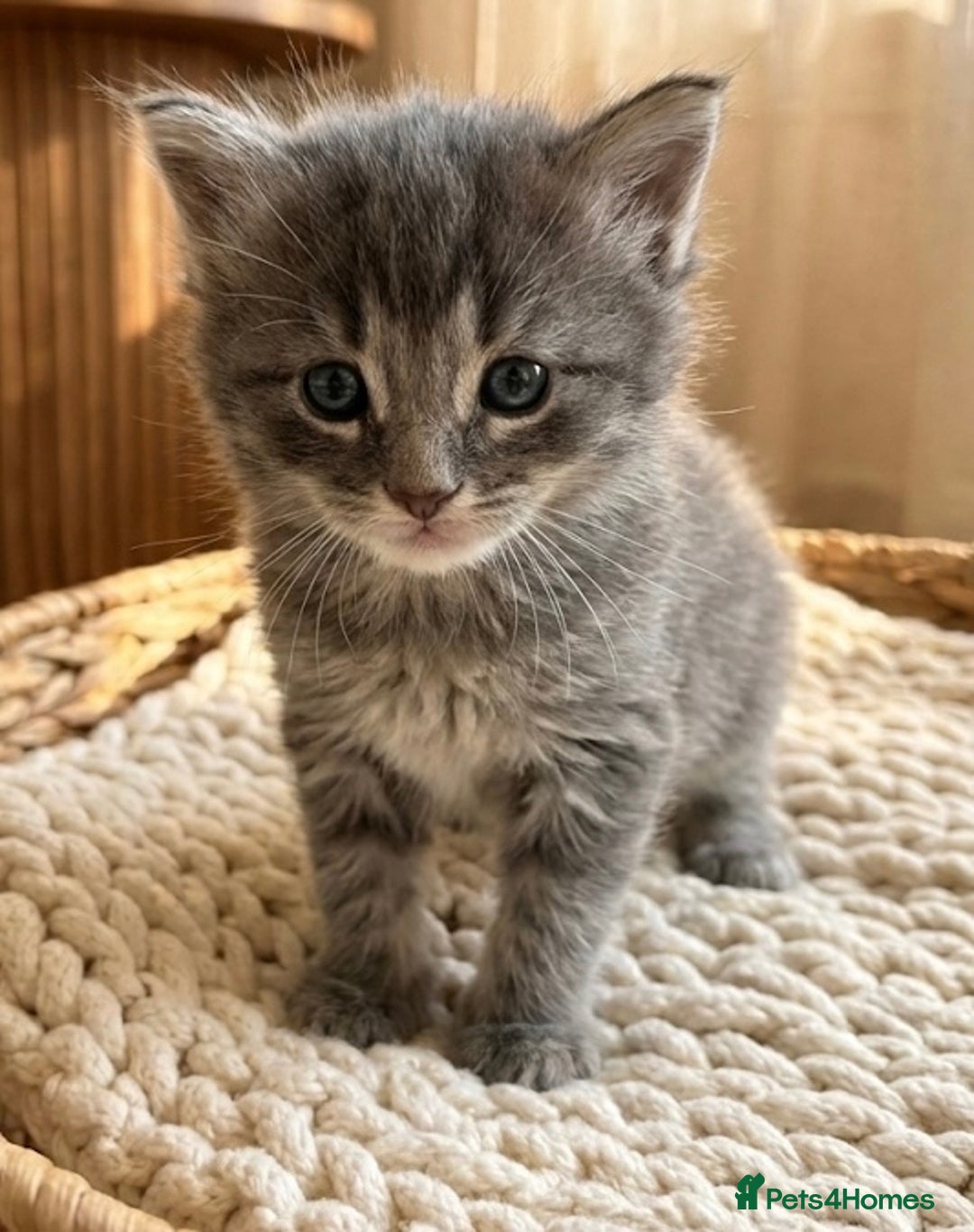 Maine Coon cats for sale: Stunning Maine Coon Kittens for sale - Advert 4