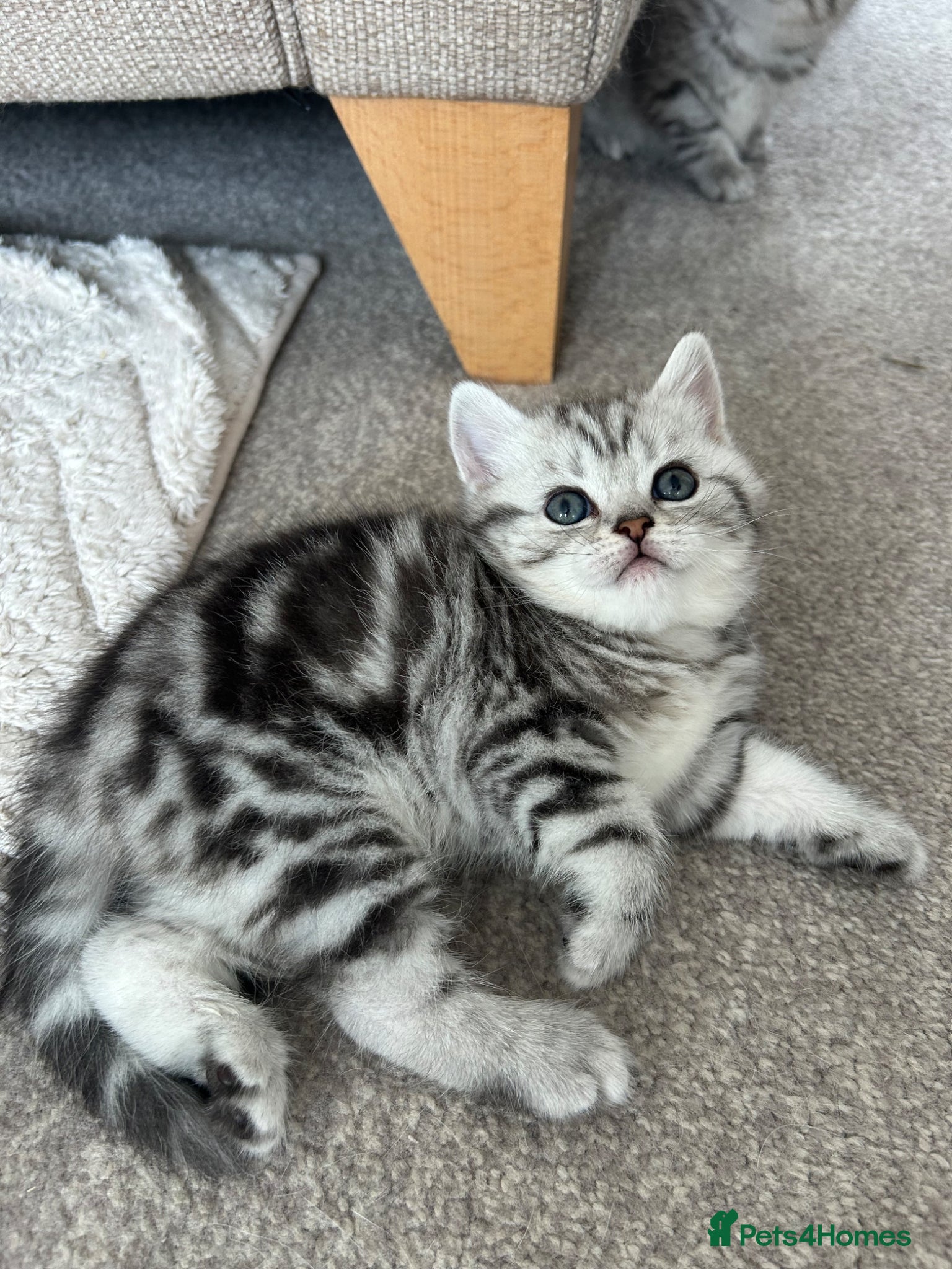 British Shorthair cats Tabby British shorthair kittens  - Advert 18