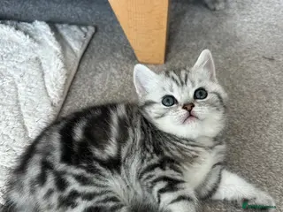 British Shorthair cats Tabby British shorthair kittens - Advert 18