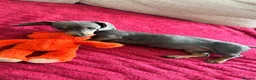 Miniature Dachshund dogs for sale: Female Miniature Dachshund Puppy for sale!  - Advert 4