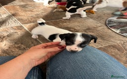 Jack Russell dogs for sale: Stunning little boys and girls - Image 12