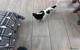 Jack Russell dogs for sale: Magi 4 yr old needs a loving new home - Image 3