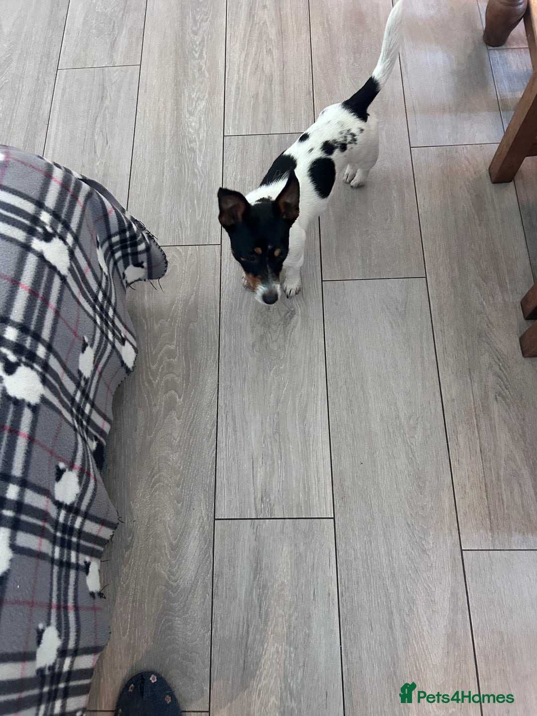 Jack Russell dogs for sale: Magi 4 yr old needs a loving new home - Image 3