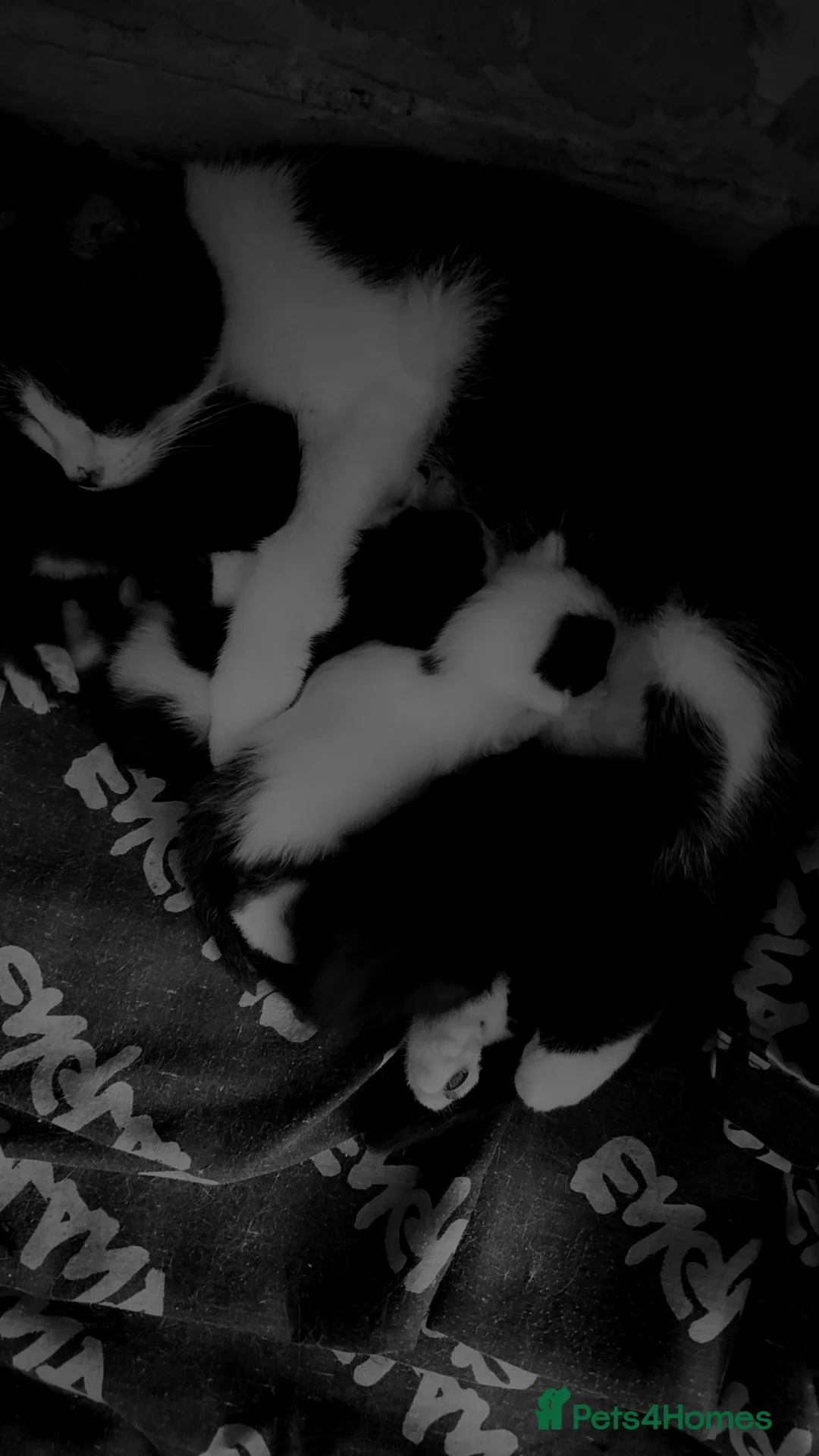 Mixed Breed cats for sale: Kittens  - Advert 1