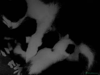 Mixed Breed cats Kittens 2 males - Advert 1