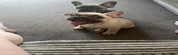 French Bulldog dogs for sale: 4 male French bulldogs  - Advert 3