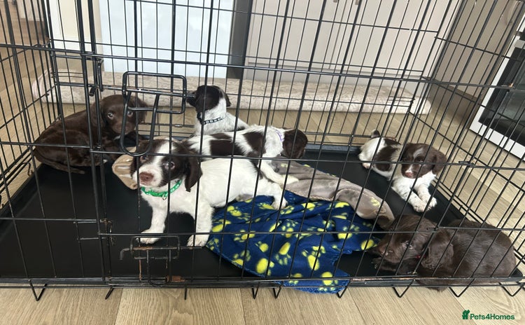 Sprocker dogs - Advert 4