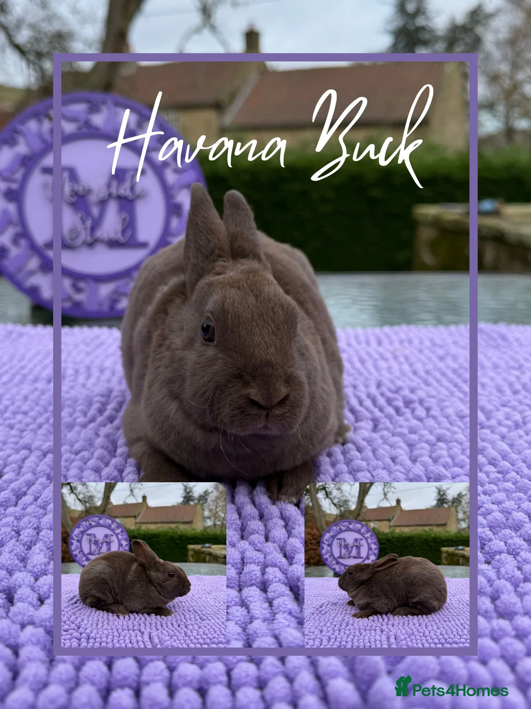 Rex rabbits for sale: Purebred Mini Rex RTL 7th March - Advert 6