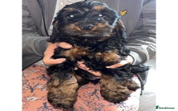 Cockapoo dogs for sale: Gorgeous cockapoo pups - Image 3