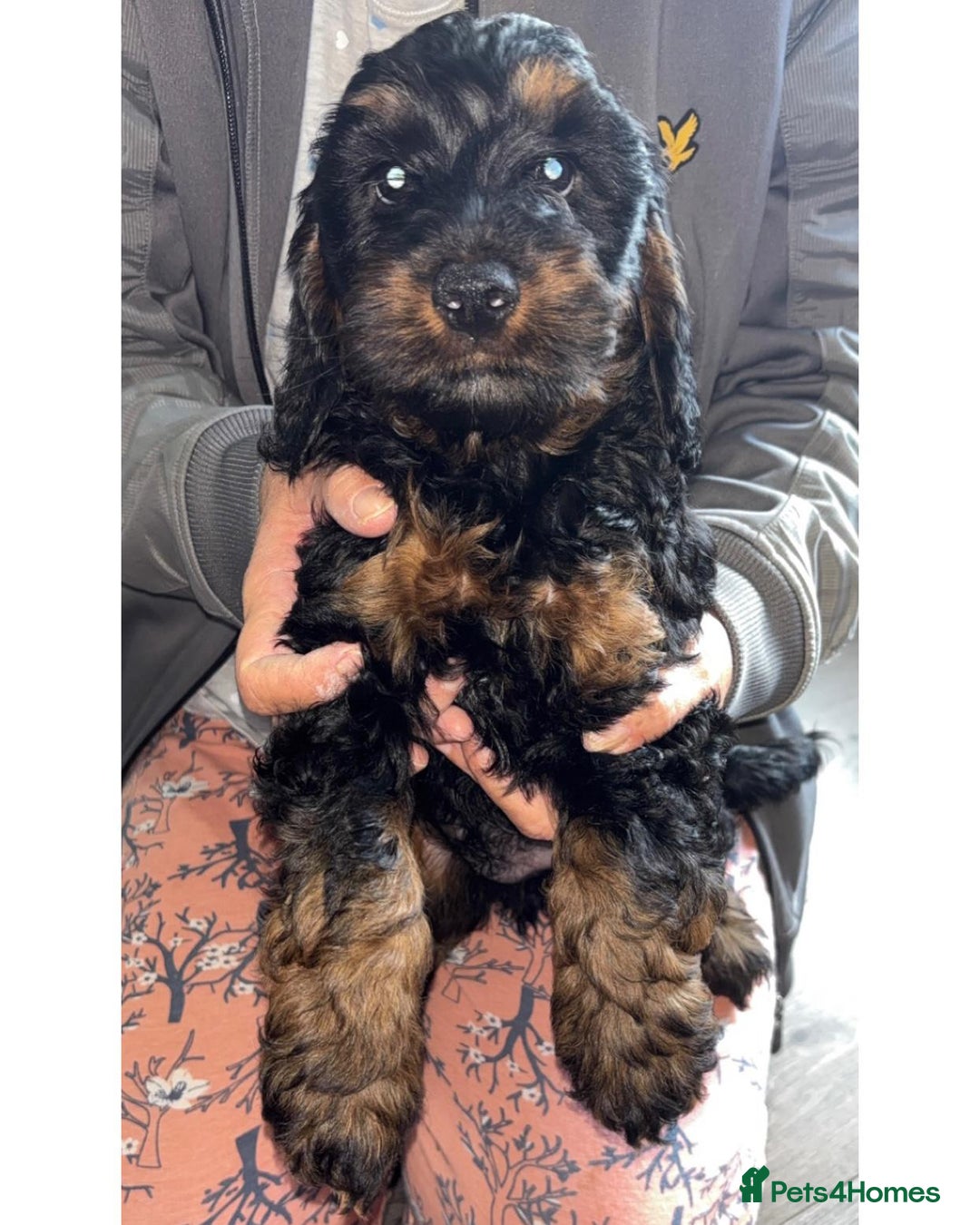 Cockapoo dogs for sale: Gorgeous cockapoo pups - Image 3