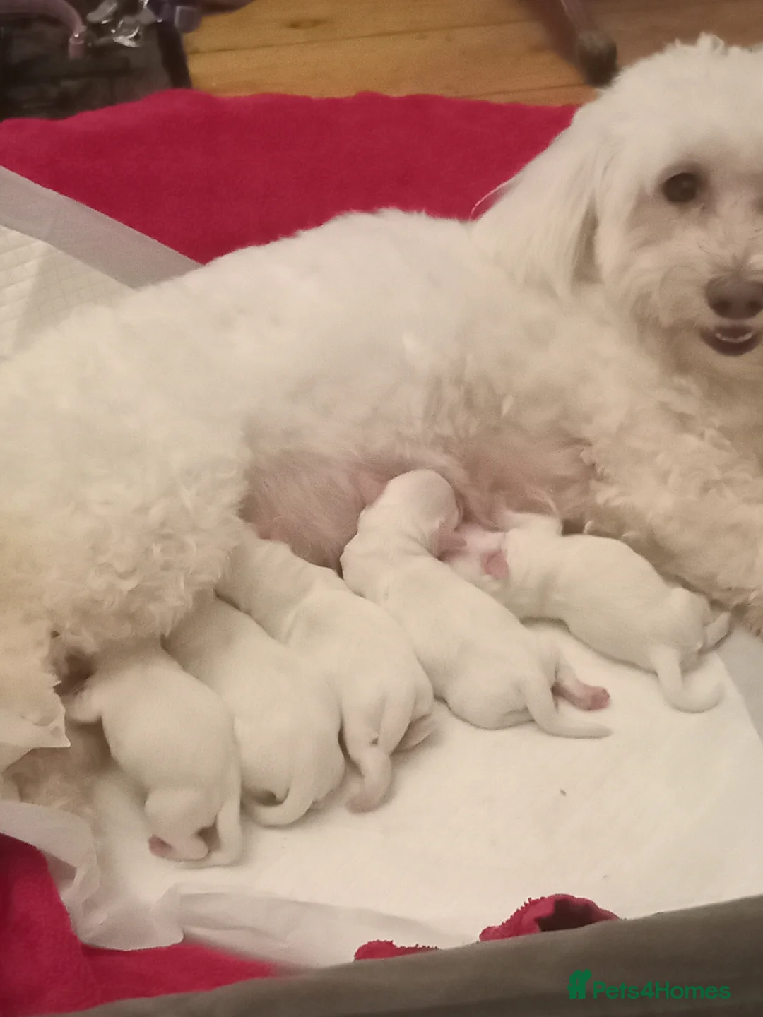 Maltese dogs for sale: 5 unsexed puppies flexi price  - Advert 2