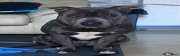 Staffordshire Bull Terrier dogs for sale: 4 Blue Staff Puppies Available  - Advert 8