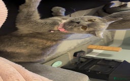 British Shorthair cats for sale: BSH kittens for sale from KC&Pedigree reg parents - Image 1