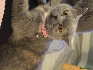 British Shorthair cats for sale - Advert 1