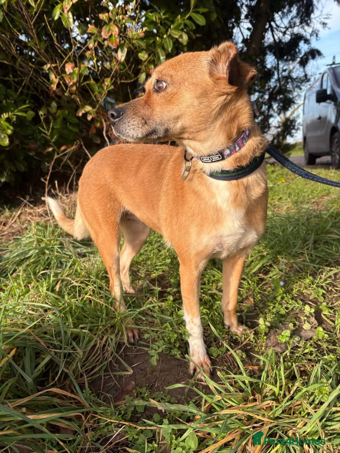 Mixed Breed dogs for adoption: Hazel - Norwich Norfolk  - Advert 5