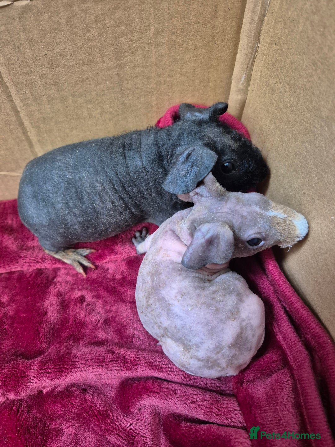 Guinea Pig rodents for sale: Baby Male Skinny Pigs For Sale  - Advert 8