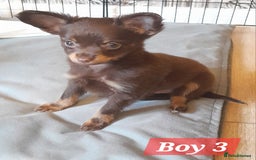 Russian Toy Terrier dogs for sale: Purebred Russian Toy long-haired - Image 22
