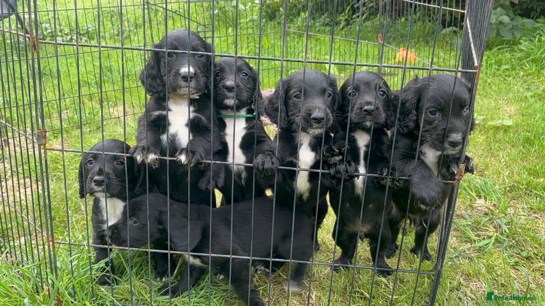 Sprocker dogs for sale: Last F1 sprocker boy ready now - Image 3