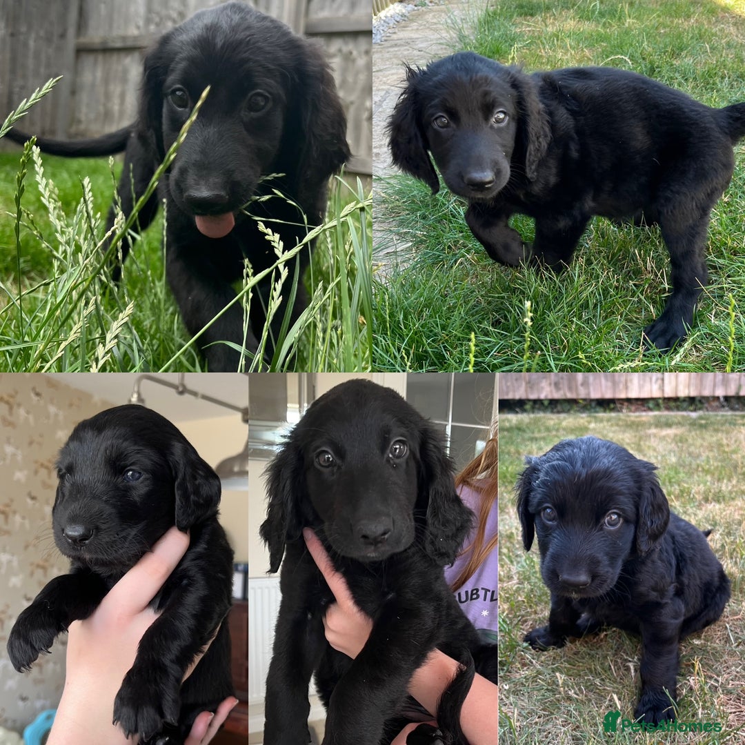 Goldendoodle dogs for sale: Goldendoodle x Aussiedoodle Pups READY TO LEAVE  - Image 2