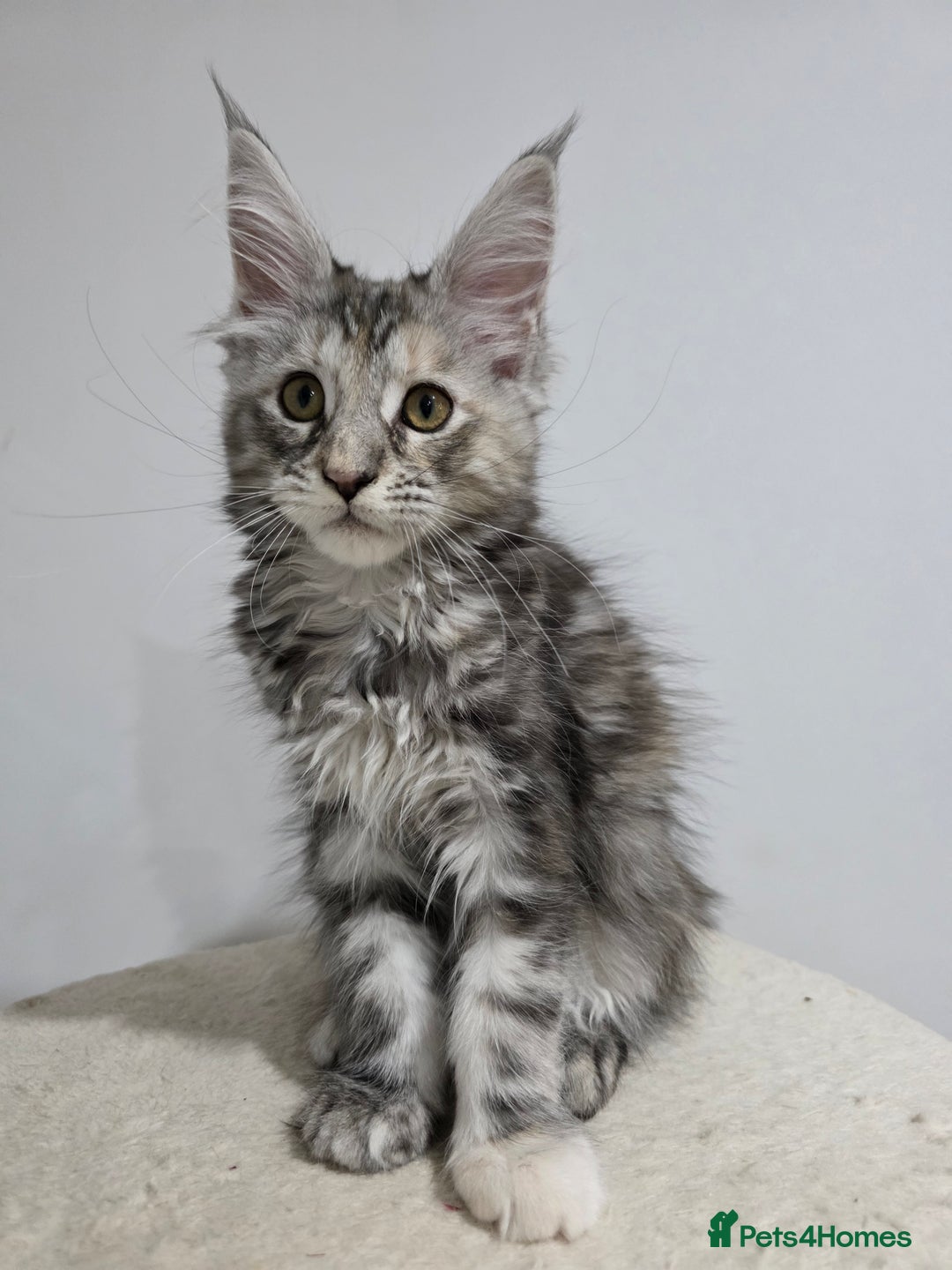 Maine Coon cats for sale: 2 TICA-Registered Maine Coon Kittens Available - Image 30