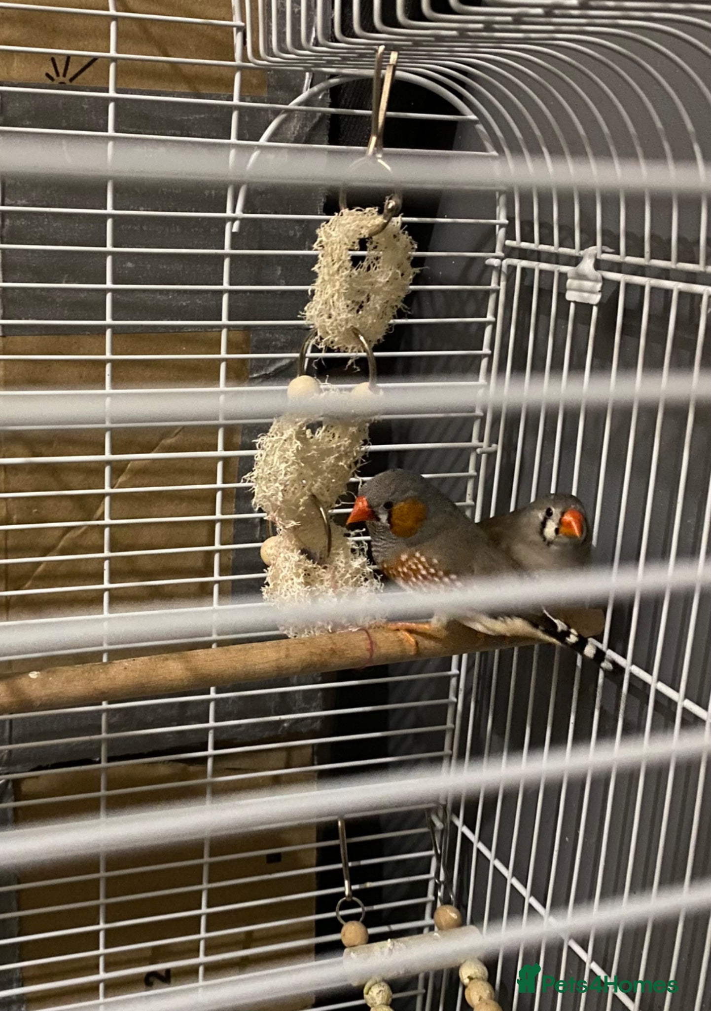 Finches birds Zebra finches - Advert 1