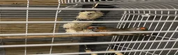 Finches birds for sale: Zebra finches - Advert 1