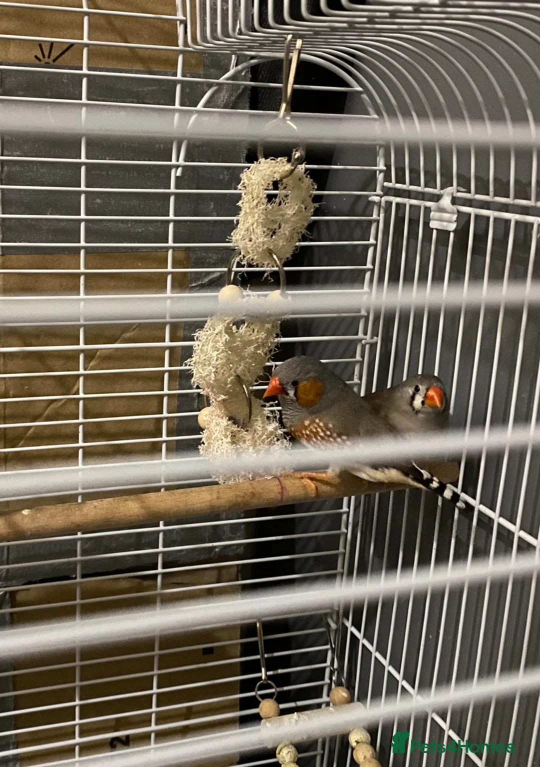 Finches birds for sale: Zebra finches - Advert 1