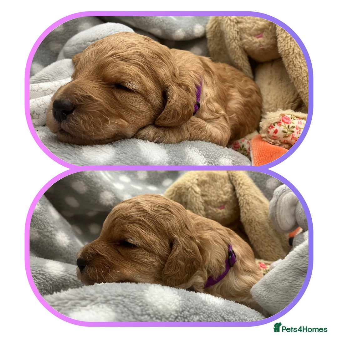 Cavapoo dogs for sale: Outstanding F1B Cavapoos - Health Tested Parents  - Advert 6