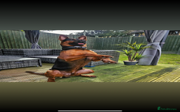 Mixed Breed dogs for sale: Pure breed Chinese red dog puppies/Laizhou Hong - Image 9
