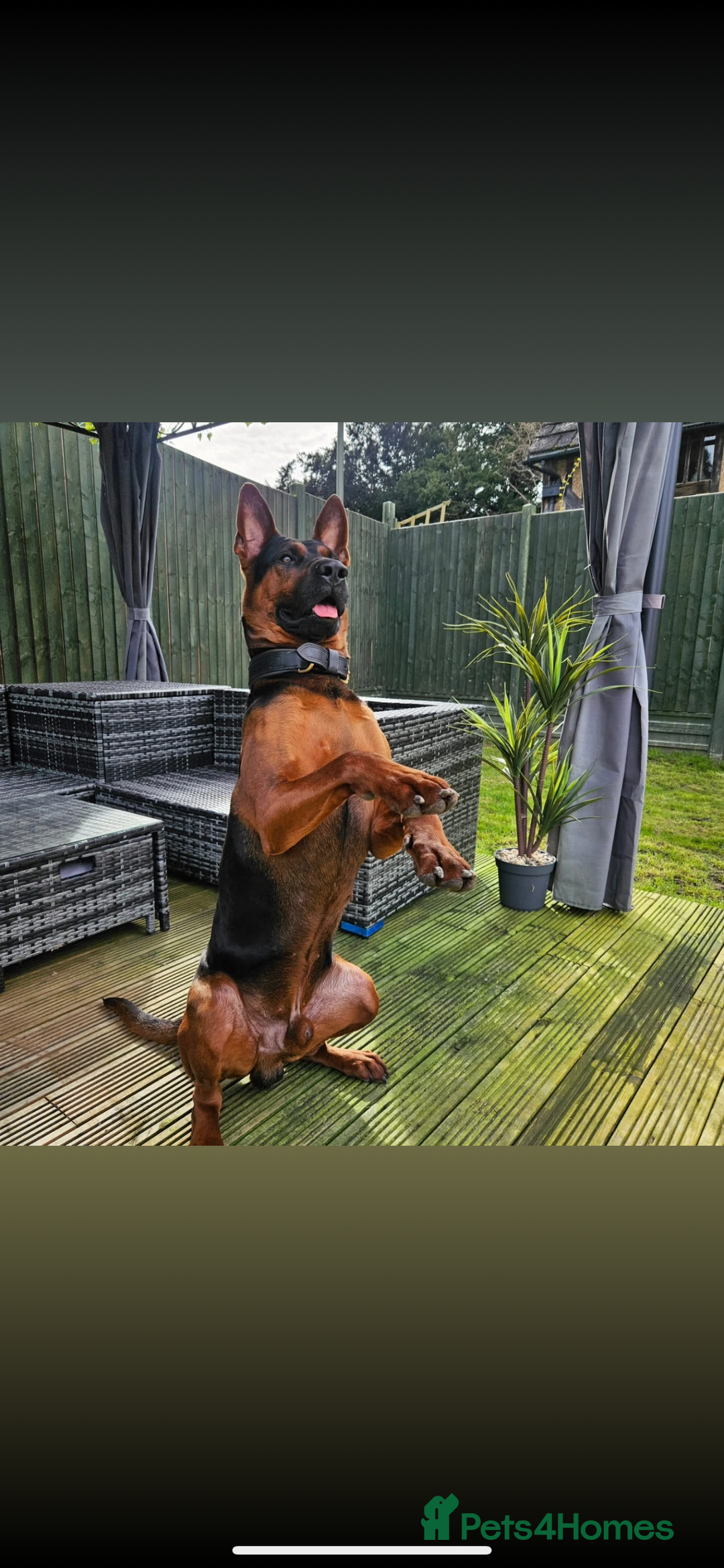 Mixed Breed dogs for sale: Pure breed Chinese red dog puppies/Laizhou Hong - Image 9