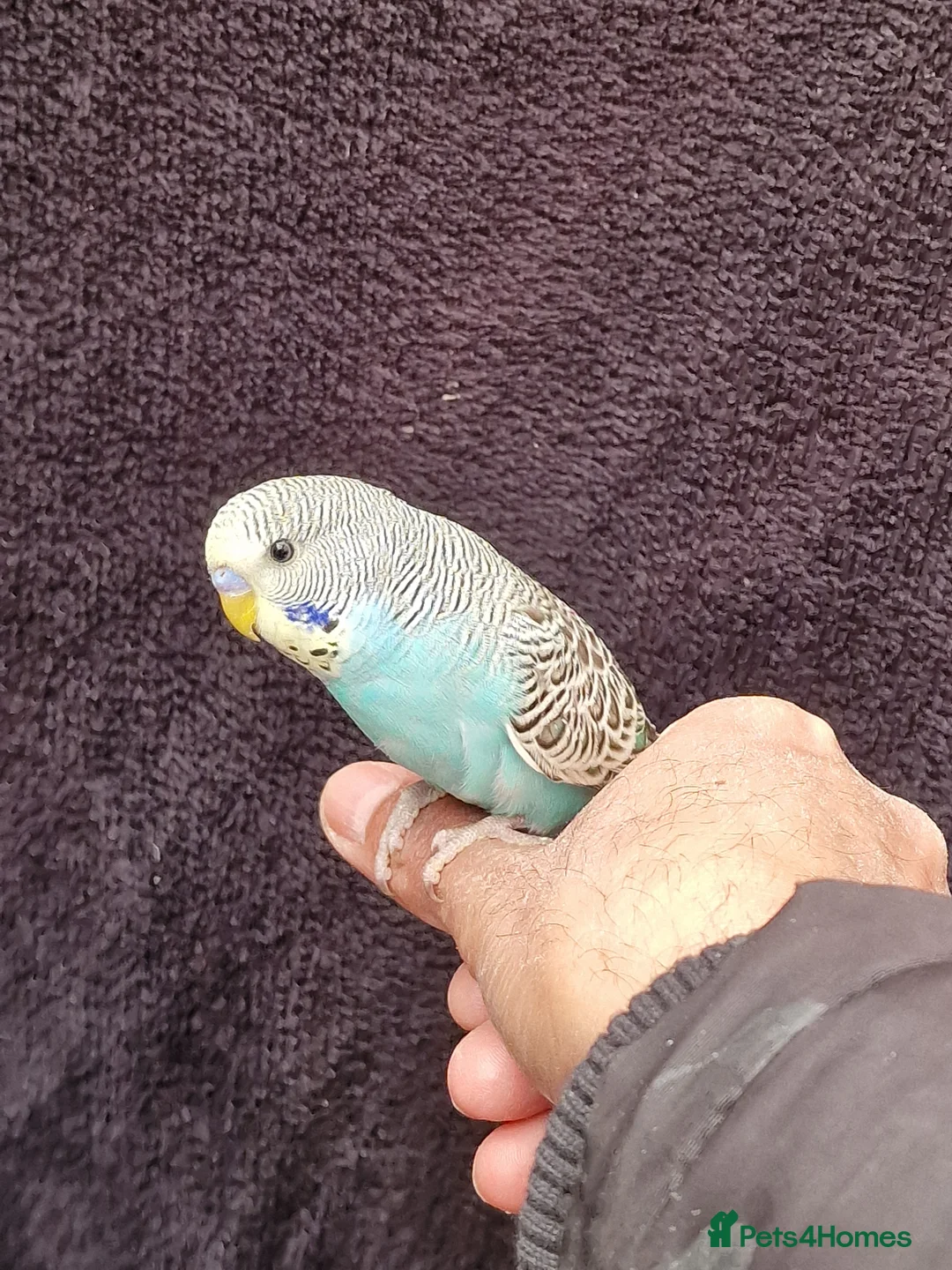 Budgerigars birds for sale: Super silly hand tamed baby budgies  - Advert 2