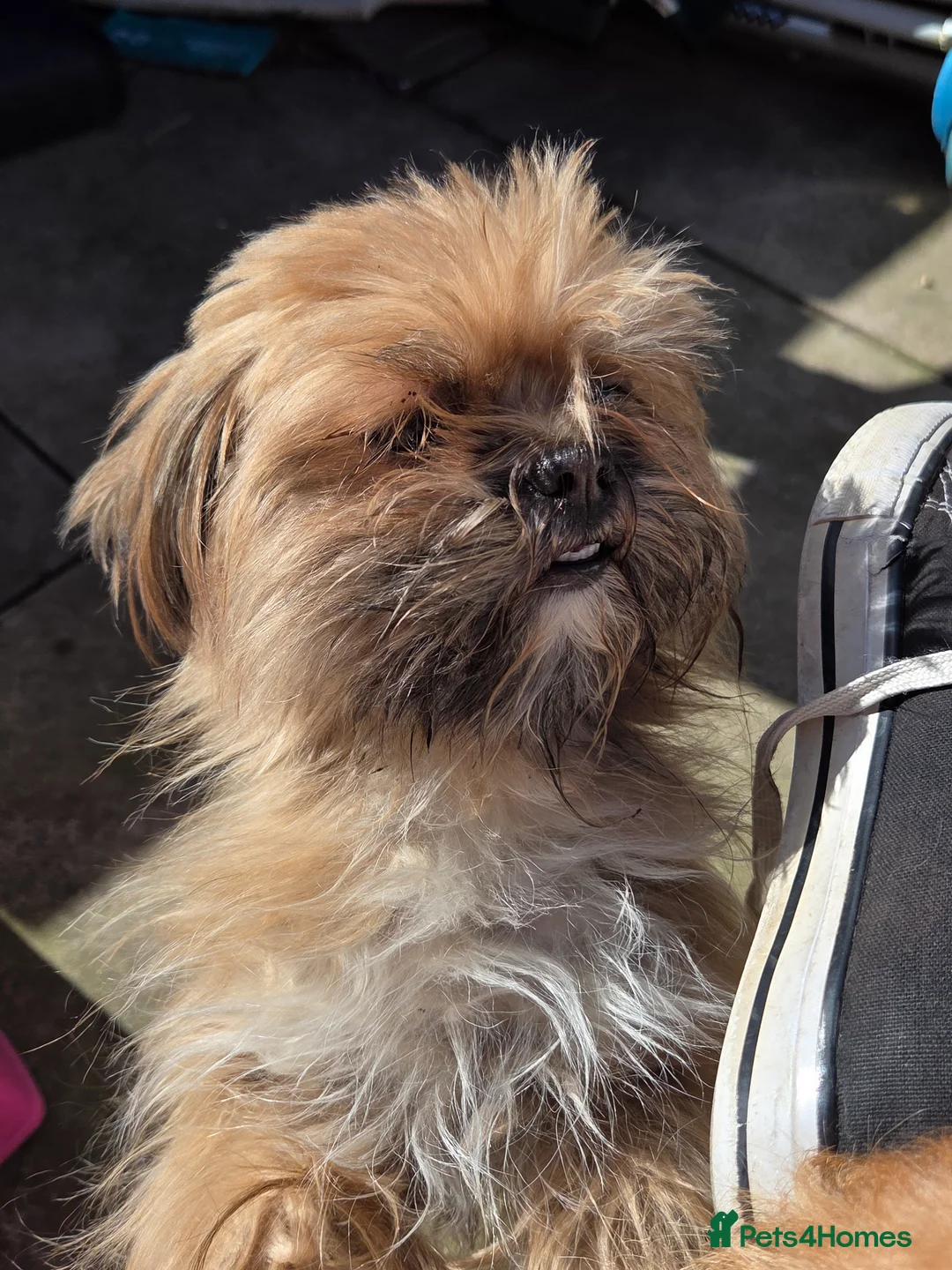 Lhasa Apso dogs for sale: Brother and sister Lhasa Apso in Leicester - Advert 1