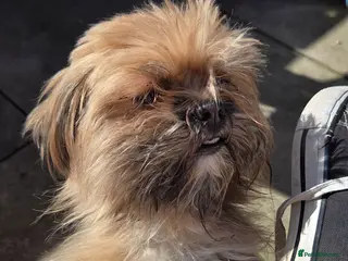 Lhasa Apso dogs Brother and sister Lhasa Apso - Advert 3