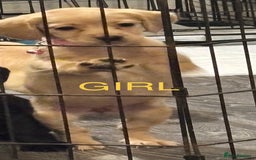 Mixed Breed dogs for sale: Beautiful mixed breed pups!  - Image 3