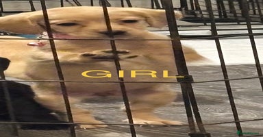 Mixed Breed dogs - Advert 8