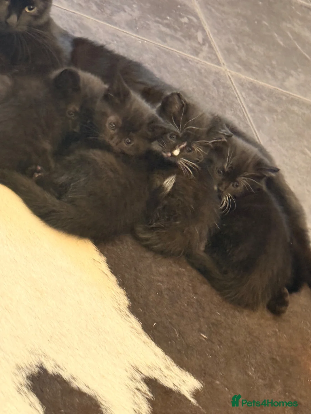 Mixed Breed cats for sale: Kitten for sale  - Advert 19