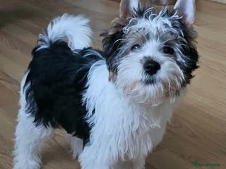 Yorkshire Terrier dogs 4 Adorable Yorkshire terrier pups fully vaccinated - Advert 5