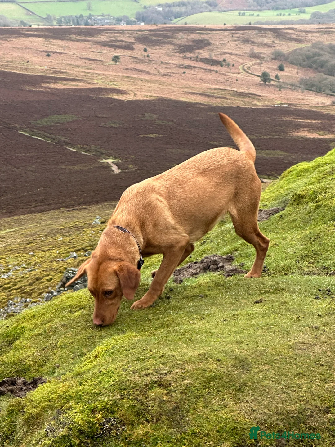 Gallery Image {{count}}